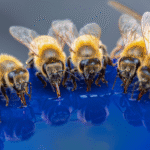 Podkarmianie pszczół gotowym syropem Holger