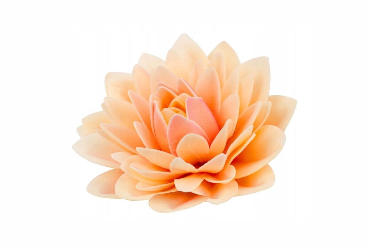 Dalia pudrowa, duży kwiat waflowy Rose Decor - obrazek 2