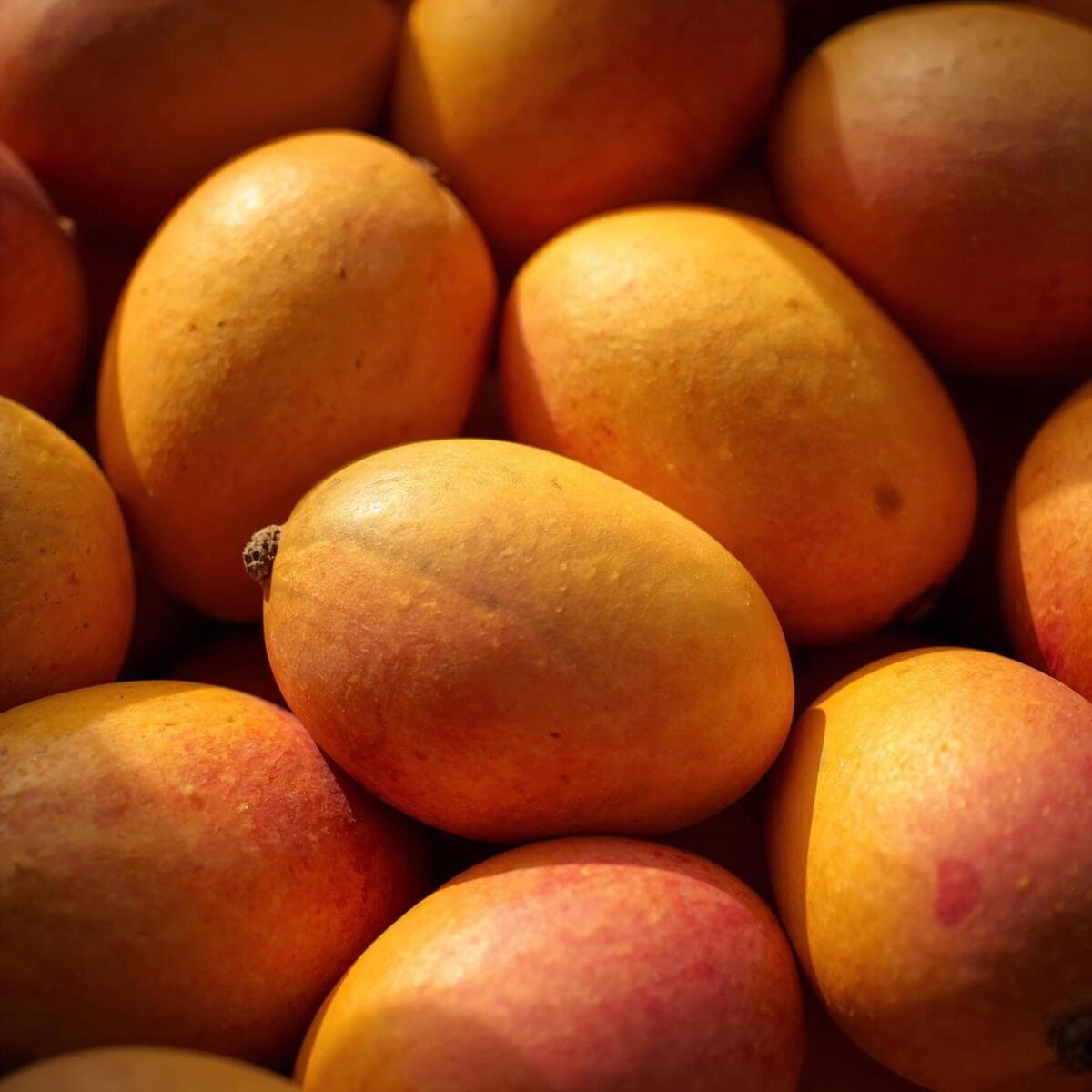 Puree Mango Przecier Alphonso Premium Menii 1kg - obrazek 2